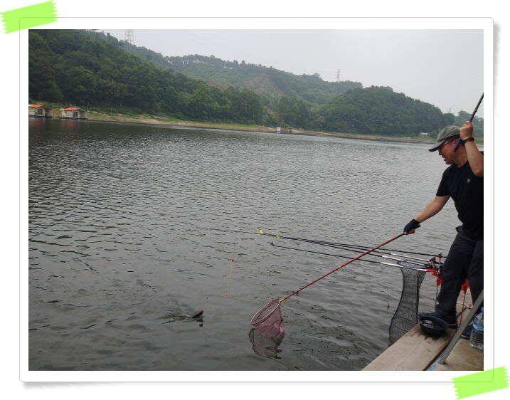 붕어낚시 양평 수곡낚시터 오늘 붕어 방류 및 조황 안내드려요 (유료터정보 - 유료터점주조황)