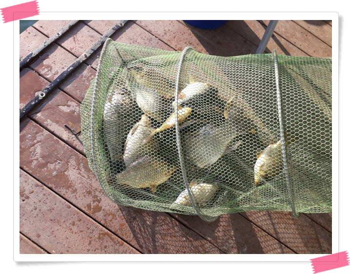 수곡낚시터 주중 조황 및 붕어 방류 안내 (유료터정보 - 유료터점주조황)