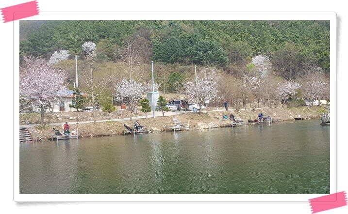 수곡낚시터 금요일토요일 조황 및 붕어 방류 (유료터정보 - 유료터점주조황)