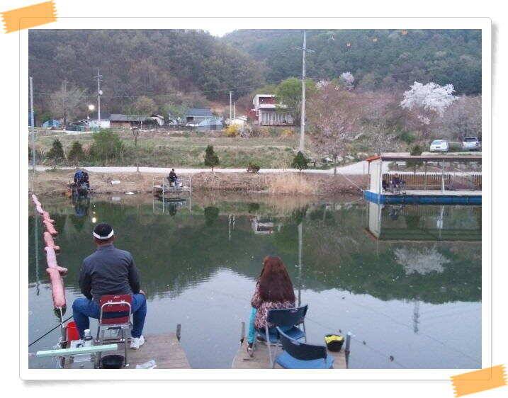 양평 수곡낚시터 주중 조황 및 축양붕어 방류 (유료터정보 - 유료터점주조황)