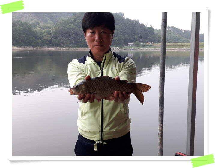 수곡낚시터 붕어조황 7월13일 더 좋은 조과가 이어집니다 오늘도 붕어방류 합니다 (유료터정보 - 유료터점주조황)