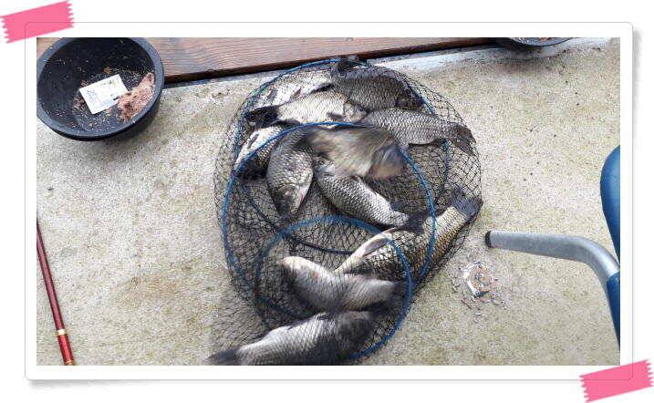 양평낚시터 힐링 수곡낚시터 오늘 붕어방류 및 조황 안내 7월30일 (유료터정보 - 유료터점주조황)