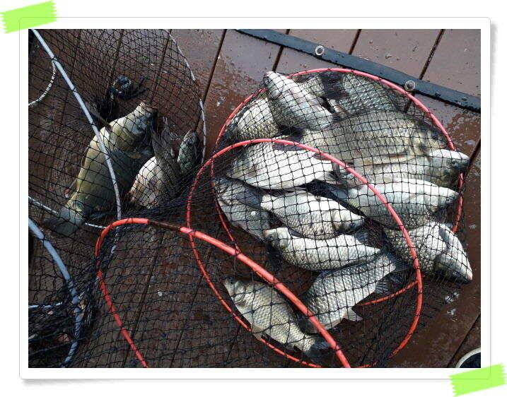 붕어낚시 힐링 양평 수곡낚시터 7월 25일 조황 및 붕어 방류 안내드립니다 (유료터정보 - 유료터점주조황)