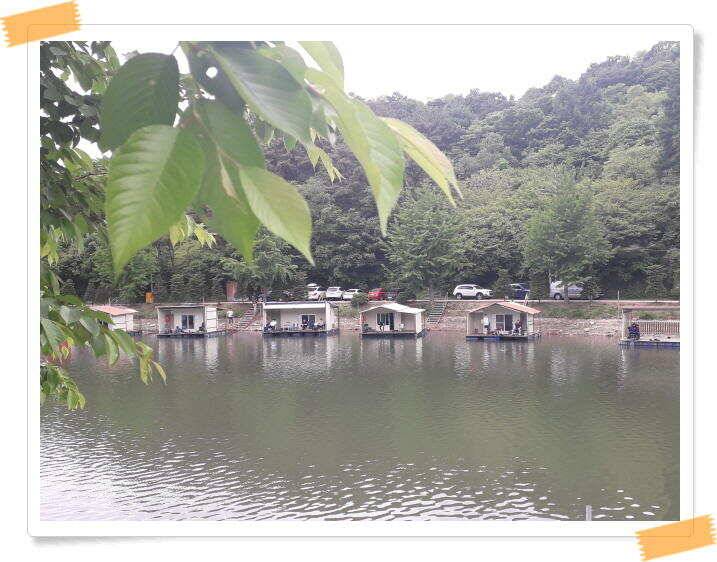 붕어낚시 수곡낚시터 고르게 꾸준히 잘 나와줍니다 토일요일 조황 (유료터정보 - 유료터점주조황)