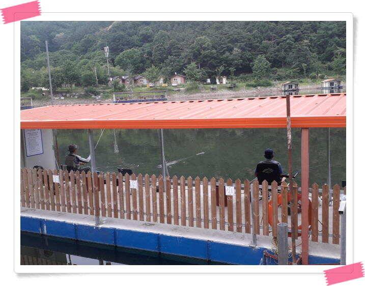 양평 수곡낚시터 오늘도 오전부터 붕어들이 계속나오면서 꾸준한 조황이 이어집니다 (유료터정보 - 유료터점주조황)