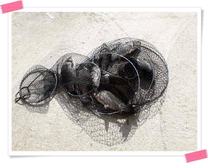양평수곡낚시터 주중조황 5월8일 그래도 붕어들이 나와주네요 (유료터정보 - 유료터점주조황)