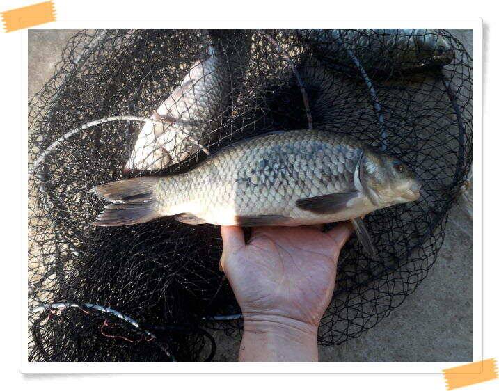 힐링 양평 수곡낚시터 오늘도 낮시간 붕어조황이 이어집니다 주말 조황 및 붕어방류 (유료터정보 - 유료터점주조황)