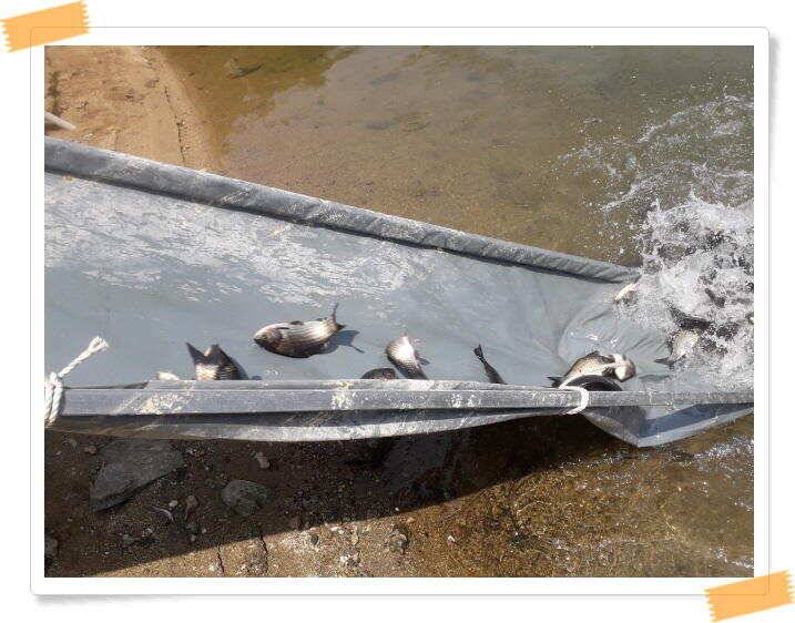 수곡낚시터 붕어방류 및 붕어조황 더 좋아지고 있습니다 (유료터정보 - 유료터점주조황)