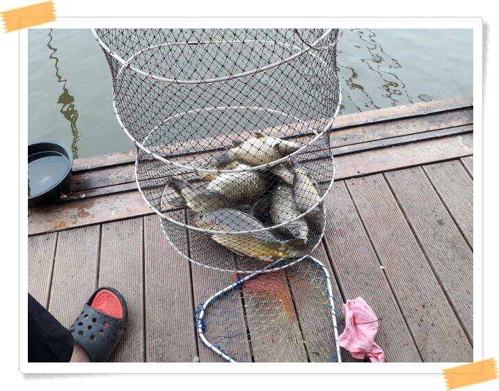 양평낚시터 힐링 수곡낚시터 주말조황 괜찬습니다 주말 붕어방류 조황안내 (유료터정보 - 유료터점주조황)