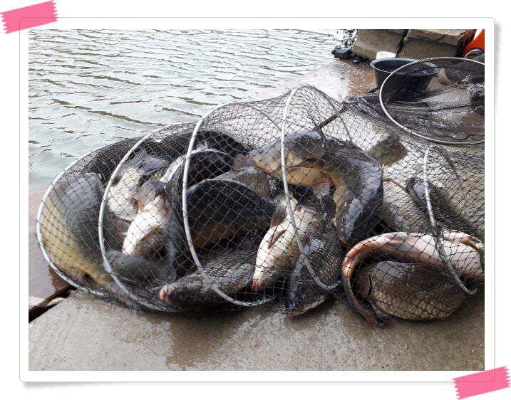 양평 수곡낚시터 빗속에서도 붕어들이 올라와 주었네요 4월 10일 조황 (유료터정보 - 유료터점주조황)