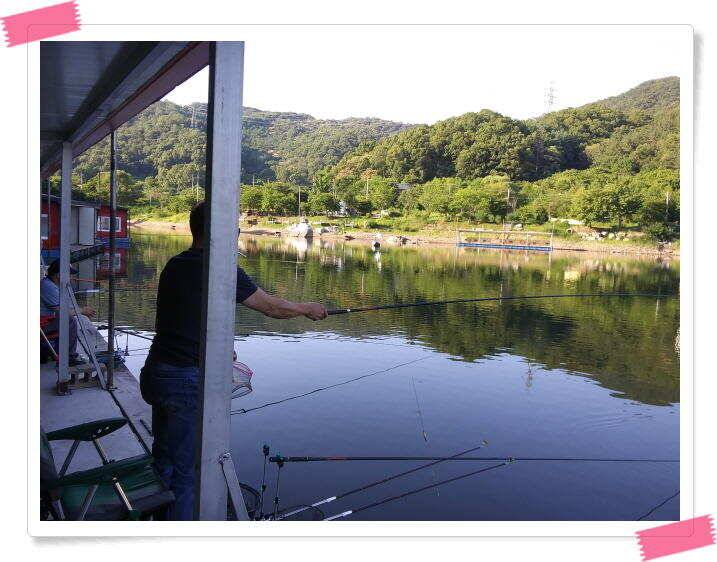 양평 수곡 낚시터오늘도 낮시간 붕어조황 계속 이어지네요 6월26일 조황 안내 (유료터정보 - 유료터점주조황)