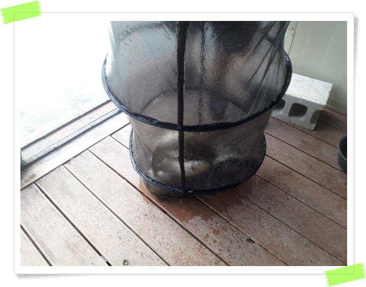 양평 힐링 수곡낚시터 낮시간에도 꾸준히 붕어들이 나옵니다 6월24일 조황 소식 (유료터정보 - 유료터점주조황)