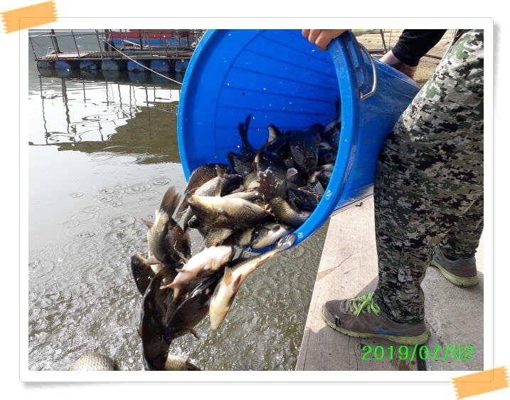수곡낚시터 7월2일 붕어방류 및 노지잔교 수상좌대 이동 배치 완료 (유료터정보 - 유료터점주조황)