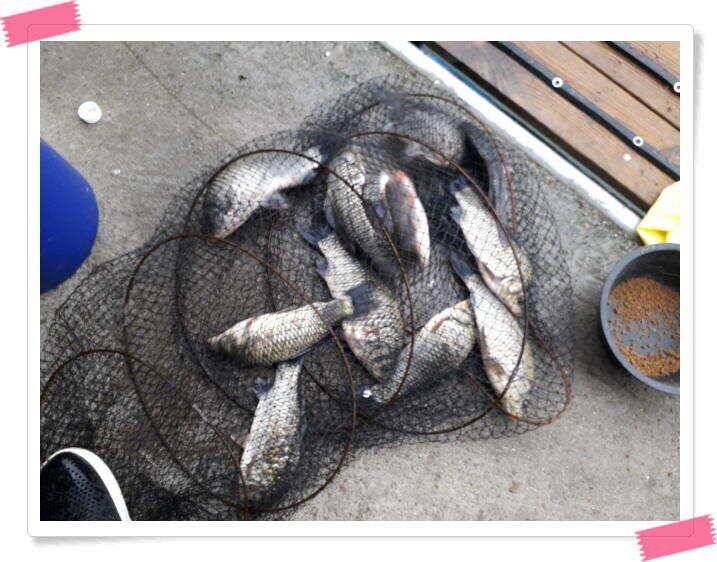 붕어낚시 양평 힐링 수곡낚시터 주말 조황 붕어방류 안내드립니다 (유료터정보 - 유료터점주조황)