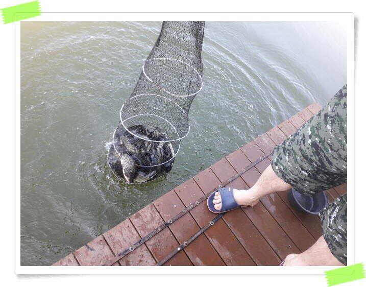 양평 힐링 수곡낚시터 낮시간에도 꾸준히 붕어들이 나옵니다 6월24일 조황 소식 (유료터정보 - 유료터점주조황)