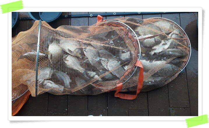 붕어낚시 힐링 양평 수곡낚시터 8월 1일 붕어 방류및 조황 안내드립니다 (유료터정보 - 유료터점주조황)