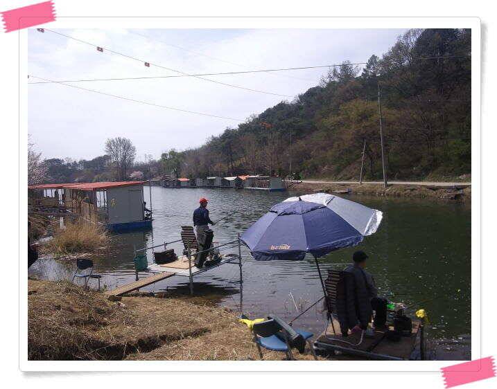 수곡낚시터 금요일토요일 조황 및 붕어 방류 (유료터정보 - 유료터점주조황)