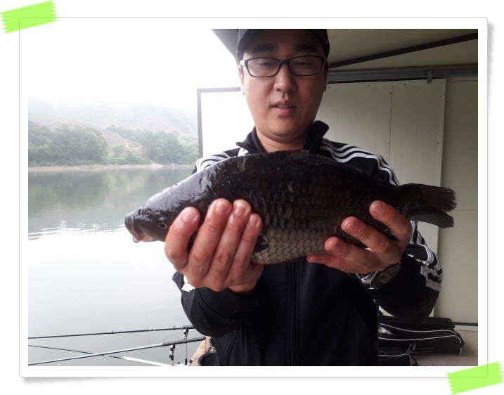유료터정보 > 유료터점주조황 > 수곡낚시터 붕어낚시 조황 꾸준하게 나와줍니다 6월18일 조황 안내드립니다