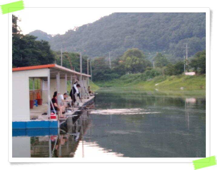양평 힐링 수곡낚시터 일요일도 주말에이어 고른조황 꾸준하며 조과편차는 있었습니다 (유료터정보 - 유료터점주조황)