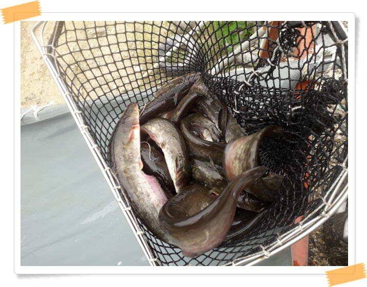 힐링 양평 수곡낚시터 주중조황 6월19일 및 붕어 방류 (유료터정보 - 유료터점주조황)