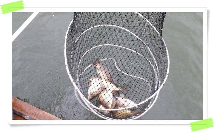 붕어낚시 힐링 양평 수곡낚시터 8월 1일 붕어 방류및 조황 안내드립니다 (유료터정보 - 유료터점주조황)