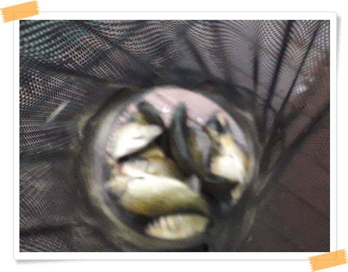 좌대낚시 노지낚시 양평 수곡낚시터 단비에 오름수위가 좋습니다 토요일에도 붕어방류 합니다 (유료터정보 - 유료터점주조황)