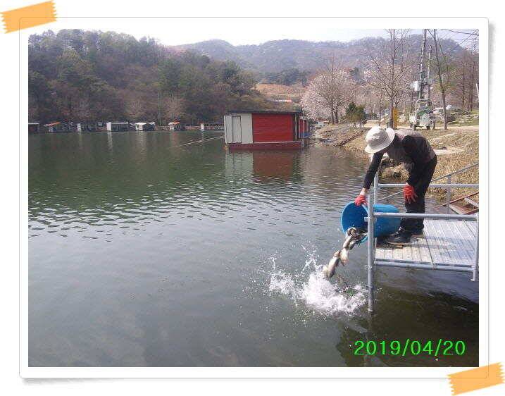 수곡낚시터 금요일토요일 조황 및 붕어 방류 (유료터정보 - 유료터점주조황)