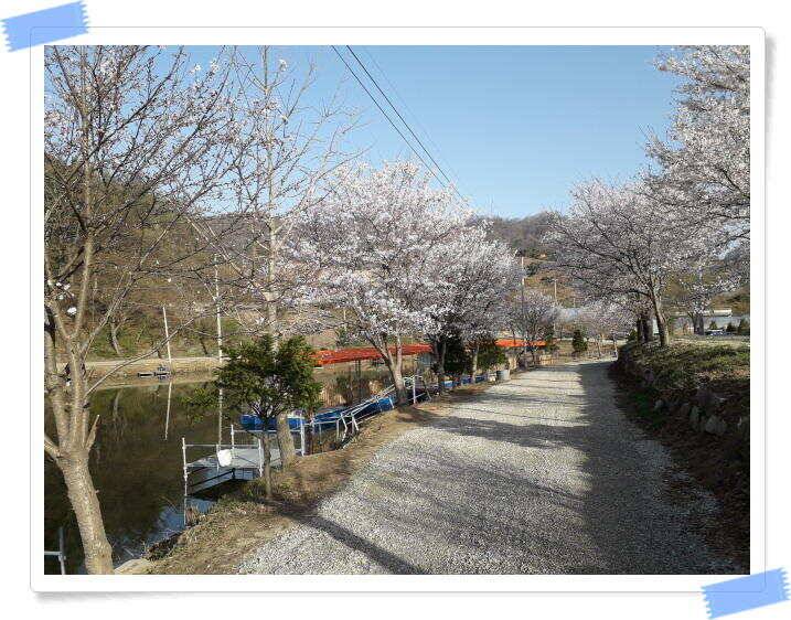 수곡낚시터 4월세째주 주중 조황 안내4월 16일 (유료터정보 - 유료터점주조황)