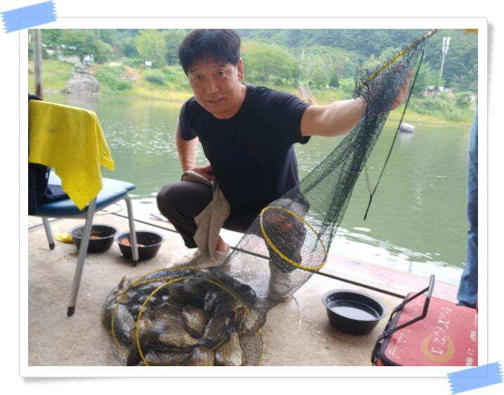 양평 수곡낚시터 주중 붕어조황 오늘도 고르고 꾸준한 조황이 이어지네요 오늘 붕어방류 마쳤습니다 (유료터정보 - 유료터점주조황)