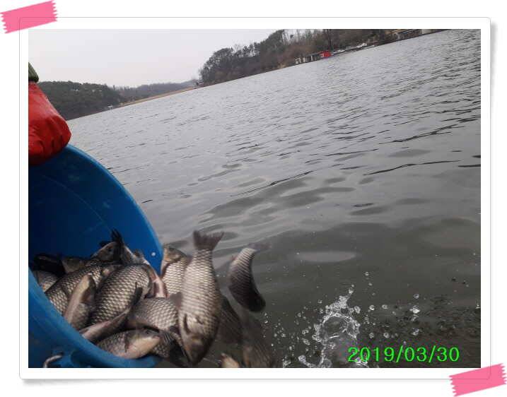 양평 수곡낚시터 주말 조황 및 방류 안내 (유료터정보 - 유료터점주조황)