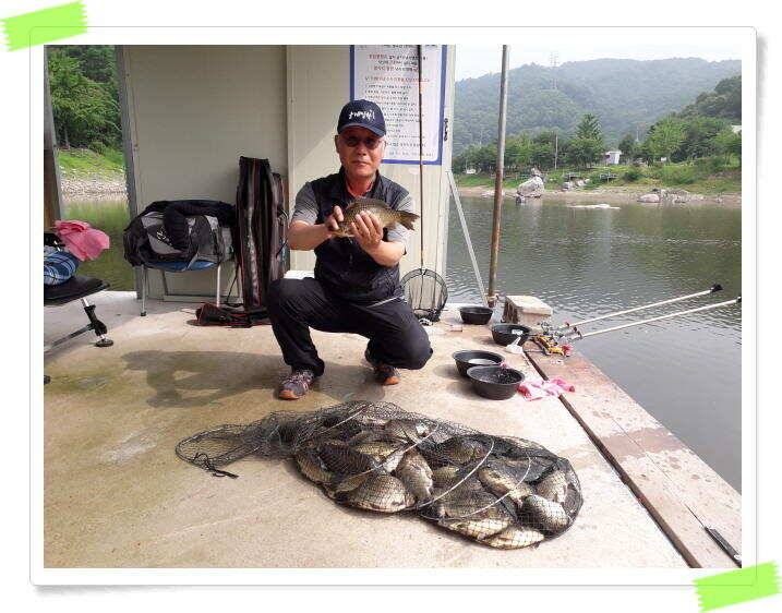 수곡낚시터 붕어조황 7월13일 더 좋은 조과가 이어집니다 오늘도 붕어방류 합니다 (유료터정보 - 유료터점주조황)