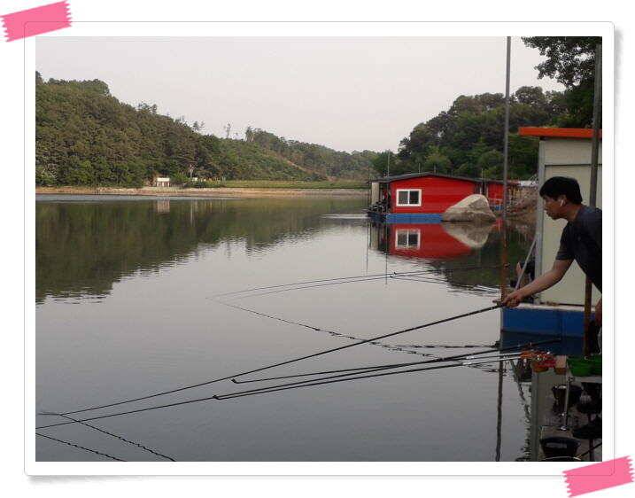 수곡낚시터 붕어방류 및 붕어조황 더 좋아지고 있습니다 (유료터정보 - 유료터점주조황)