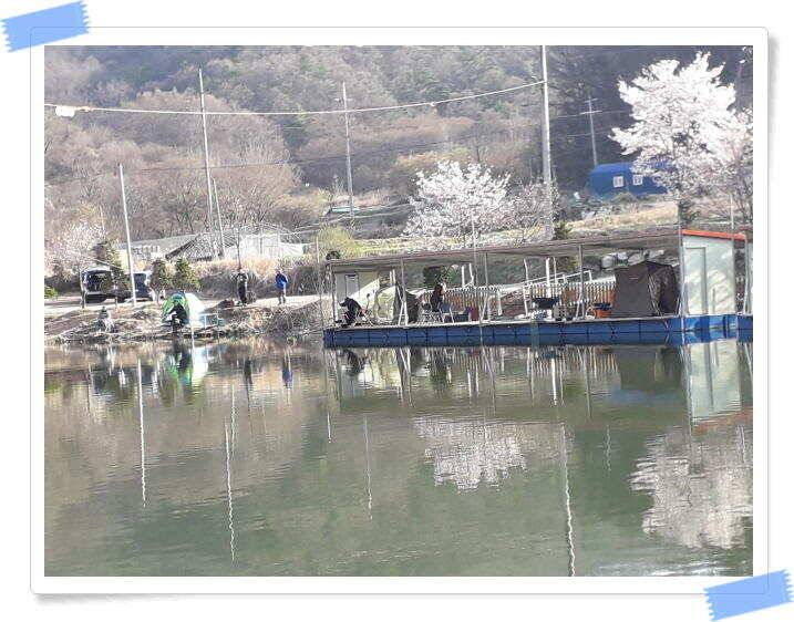 양평 수곡낚시터 토종 대물 4짜 포함 조황이 좋았습니다 (유료터정보 - 유료터점주조황)