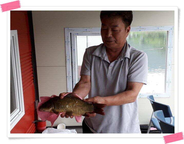 양평 수곡낚시터 꾸준하고 고른조황 이어지네요 오늘도 축양된 튼실한 붕어 대량 방류 했습니다 (유료터정보 - 유료터점주조황)