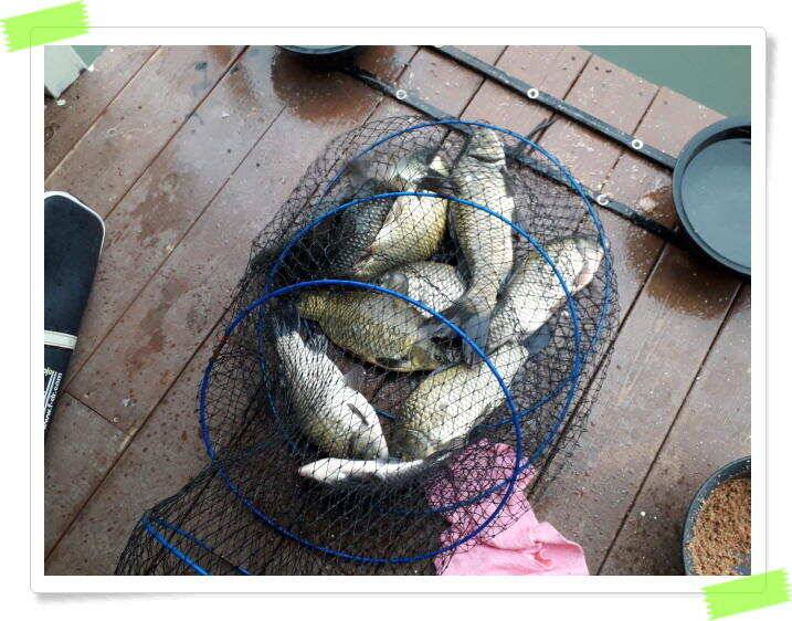 붕어낚시 힐링 양평 수곡낚시터 7월 25일 조황 및 붕어 방류 안내드립니다 (유료터정보 - 유료터점주조황)