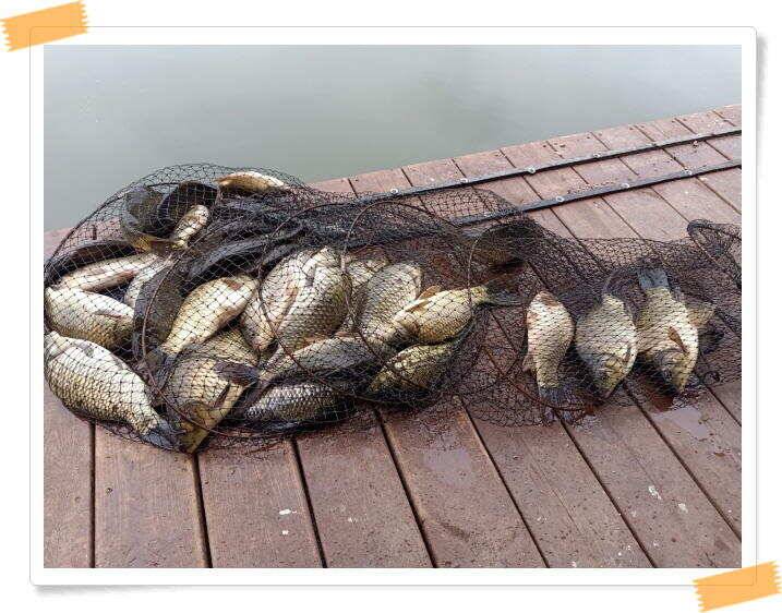 양평 수곡낚시터 주말 조황도 좋았으며 늦은밤 새벽시간에 더 좋았네요 (유료터정보 - 유료터점주조황)