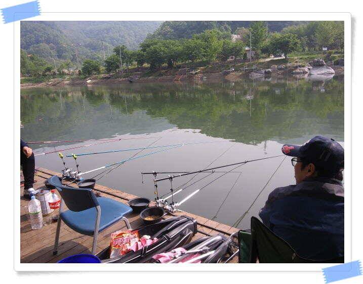 수곡낚시터 축양붕어 방류 주중5월15일 붕어 조황 잘 나와주고 있습니다 (유료터정보 - 유료터점주조황)