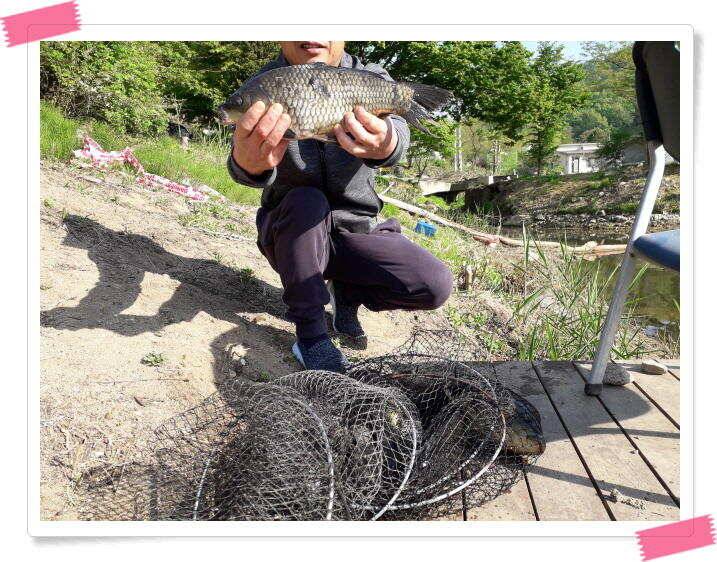양평수곡낚시터 주중조황 5월8일 그래도 붕어들이 나와주네요 (유료터정보 - 유료터점주조황)