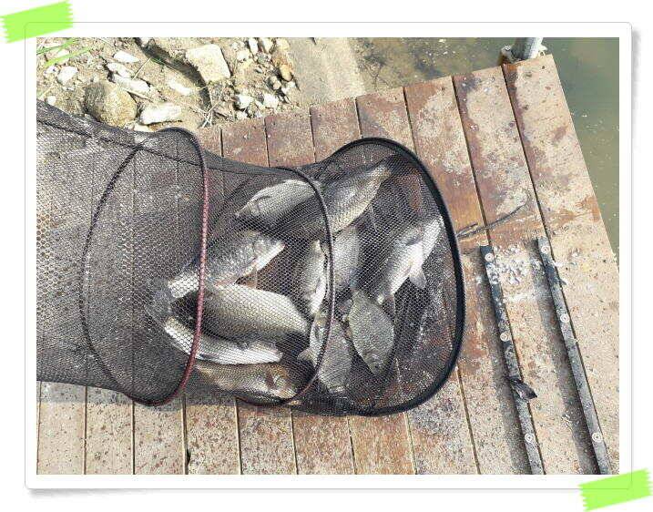수곡낚시터 붕어낚시 주중5월9일조황 더 좋습니다 금일 붕어 대량방류 예정 (유료터정보 - 유료터점주조황)