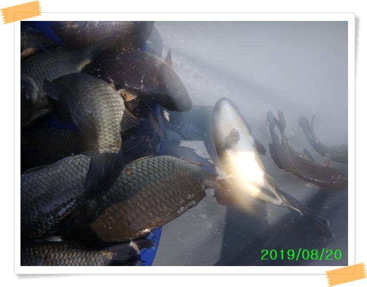 힐링 수곡낚시터 오늘 붕어방류 및 조황 소식 8월 20일 (유료터정보 - 유료터점주조황)