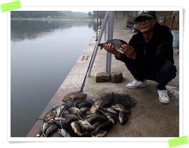 붕어낚시 양평 수곡낚시터 오늘 붕어 방류 및 조황 안내드려요 (유료터정보 - 유료터점주조황)