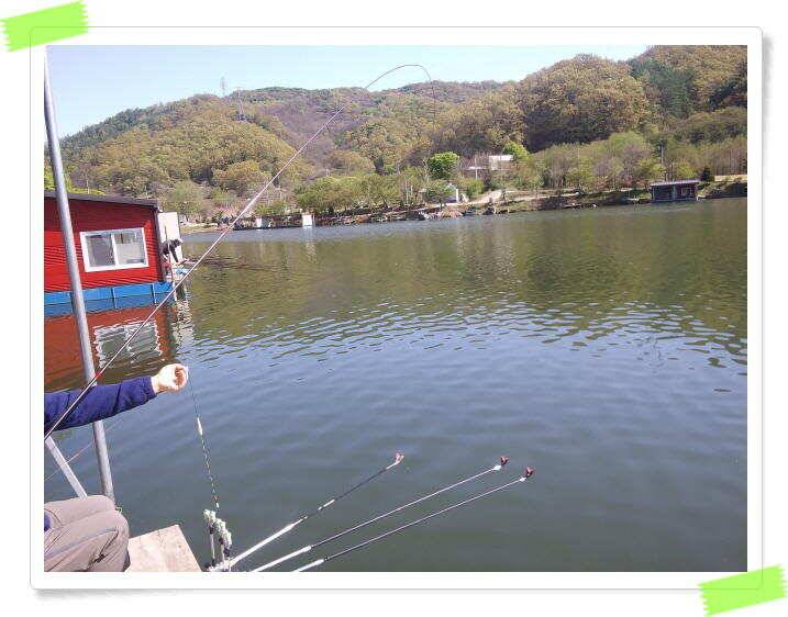 양평 수곡낚시터 주말 일요일 조황이 더 좋아졌네요 (유료터정보 - 유료터점주조황)