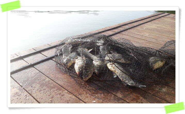민물낚시 양평 힐링 수곡낚시터 꾸준한 주중 조황 이어지며 고르게 붕어들이 나와주네요 (유료터정보 - 유료터점주조황)