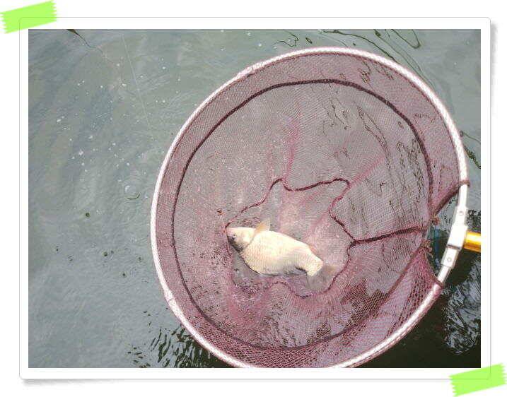 붕어낚시 양평 수곡낚시터 오늘 붕어 방류 및 조황 안내드려요 (유료터정보 - 유료터점주조황)