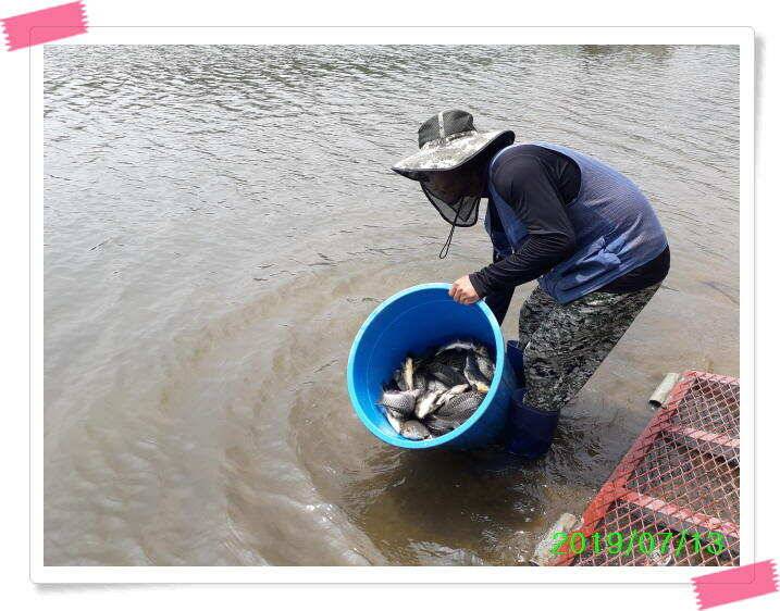 양평낚시터 힐링 수곡낚시터 주말조황 괜찬습니다 주말 붕어방류 조황안내 (유료터정보 - 유료터점주조황)