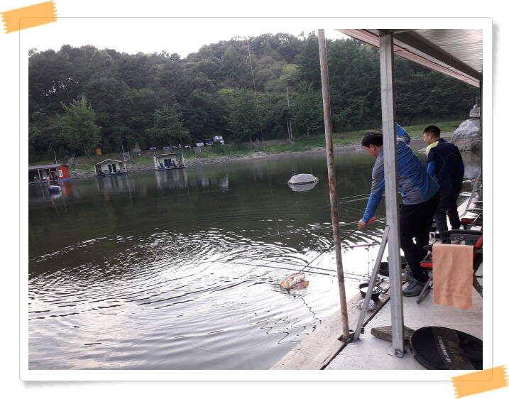 힐링 수곡낚시터 주말 붕어방류 및 조황 안내 (유료터정보 - 유료터점주조황)