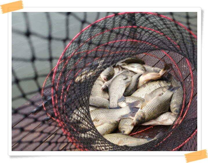 민물낚시 힐링 양평 수곡낚시터 호조황속 대박조황이 나와주네요 오늘도 붕어방류 완료했습니다 (유료터정보 - 유료터점주조황)