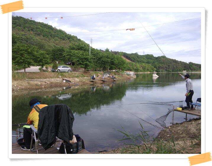 붕어낚시 수곡낚시터 고르게 꾸준히 잘 나와줍니다 토일요일 조황 (유료터정보 - 유료터점주조황)
