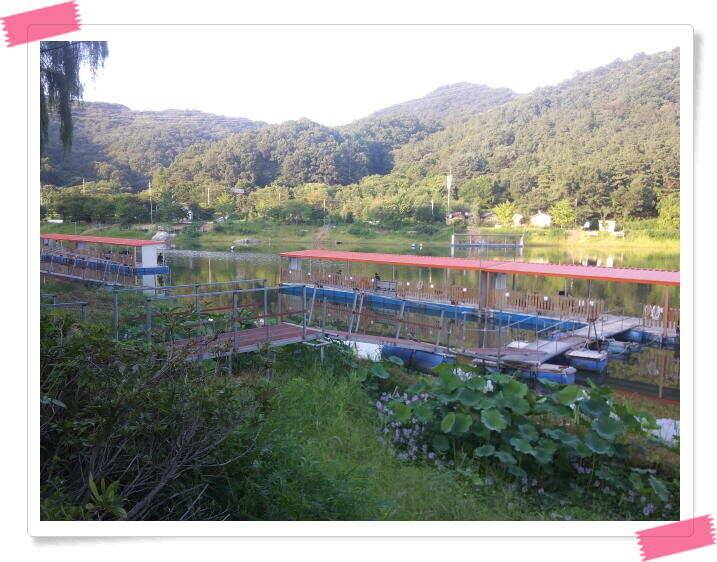 양평 붕어낚시터 힐링 수곡낚시터 대박조황과 고른 조황이 나옵니다 오늘도 튼실한 붕어들 방류 마쳤습니다 (유료터정보 - 유료터점주조황)