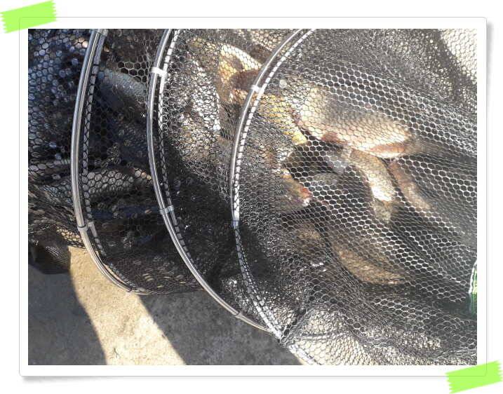 수곡낚시터 붕어들이 꾸준히 나와줍니다 (유료터정보 - 유료터점주조황)